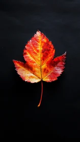 Autumn leaf macro on black background, vivid warm colors.