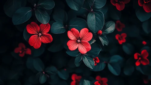 Red Geranium Blossoms Against Deep Teal Foliage.