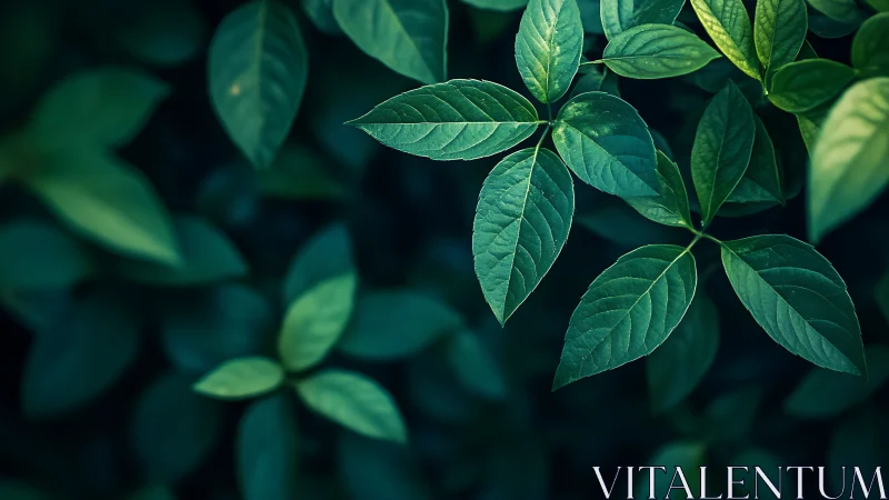 Green compound leaves on dark blurred foliage background.