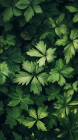Dense green foliage with layered radial leaf clusters.