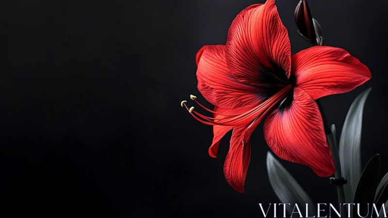 Radiant Red Amaryllis Blooming Against Darkness.