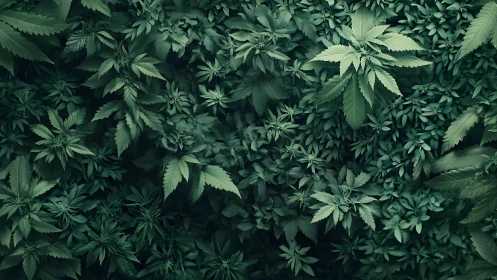 Dense marijuana foliage captured in overhead botanical view