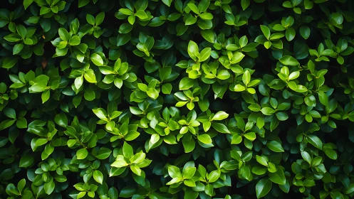 Lush green foliage texture with layered glossy leaves pattern.
