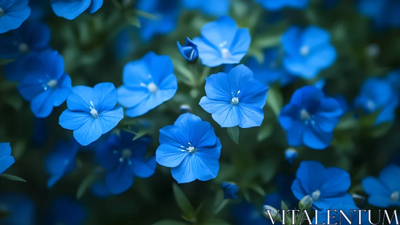 Radiant Blue Blossoms Dancing in Morning Light.
