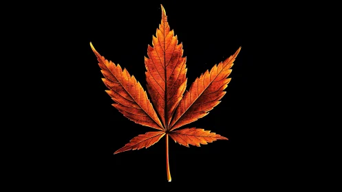 Macro study of autumn leaf venation on deep black field.