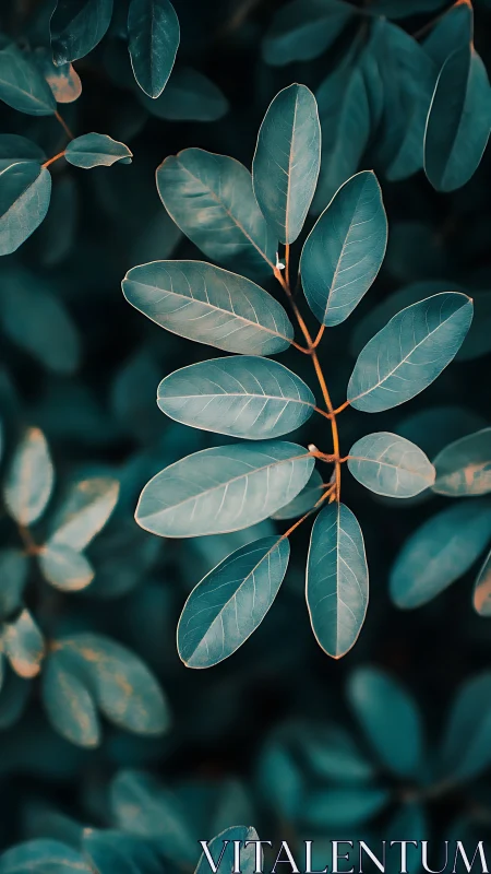 Teal-toned leaf cluster forms crisp pattern over dark ground