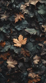 High-contrast macro of autumn maple leaves on damp forest floor