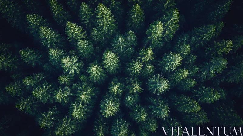 Aerial View of Dense Evergreen Forest in Vibrant Green Tones.