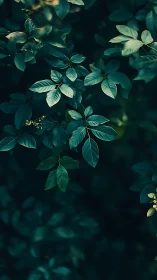 Green foliage pattern against dark out-of-focus background.