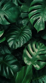 Macro analysis of glossy monstera foliage with dew droplets.