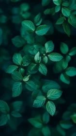 Quiet emerald leaves drifting in a soft forest hush.