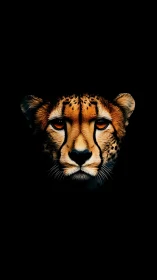 Cheetah Portrait Against Black: Striking Amber Eyes and Warm Tonal Gradient.