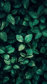 Dense green foliage pattern with overlapping elliptical leaves.