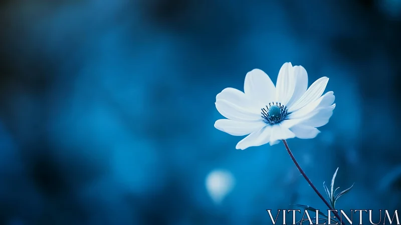 White flower with blue center against saturated blue background