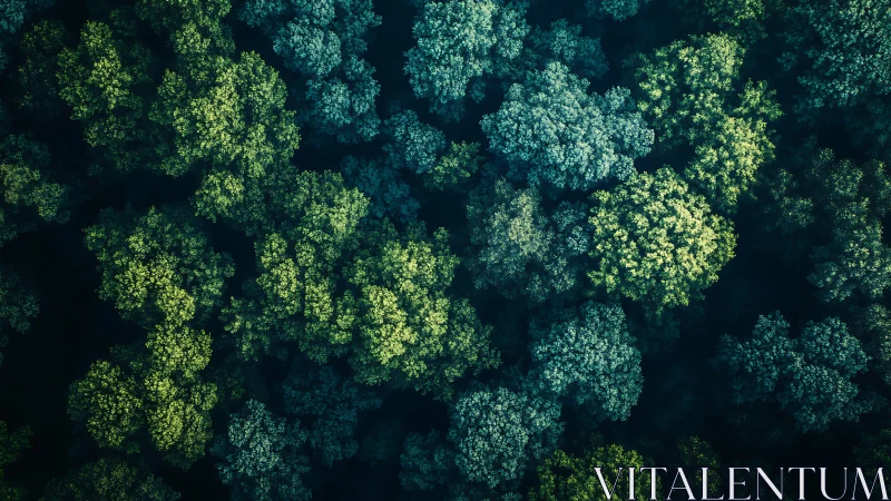 Forest Canopy from Above: Nature's Intricate Tapestry.