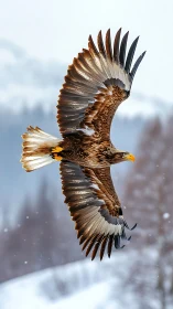 Golden eagle glides through a snowy mountain wilderness sky