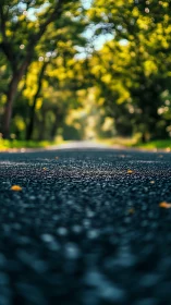 Low angle asphalt road leads into soft bokeh forest light