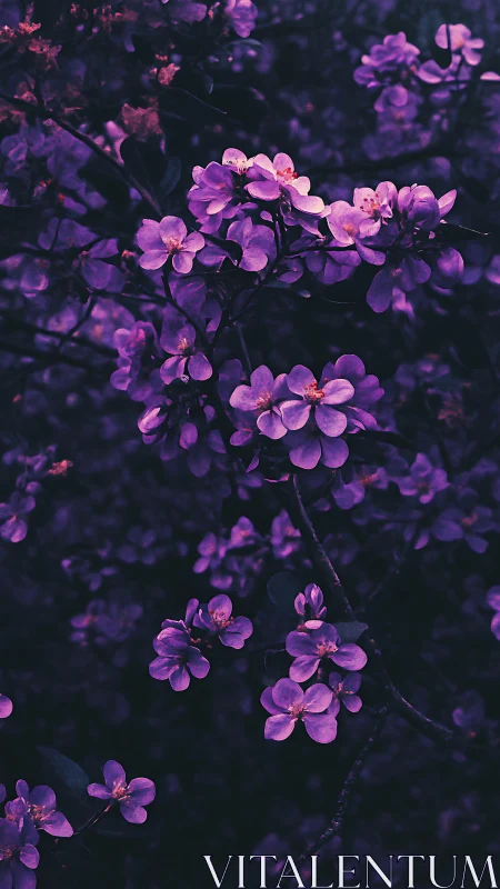 Purple Clustered Blooms Against Dark Foliage.
