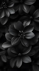 Monochrome Flores in Darkness: A Study in Delicate Petals.