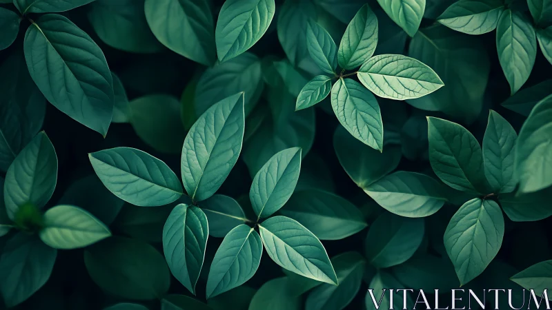 Overhead botanical study isolates layered elliptic foliage forms