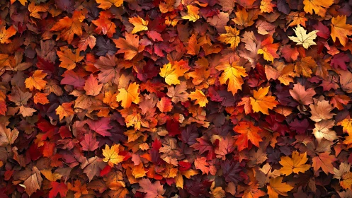 Dense maple leaf carpet displays saturated autumn chromatic range