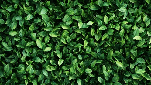 Dense green foliage forms seamless natural leaf background