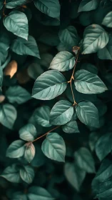 Soft teal leaves drifting through a calm forest hush.