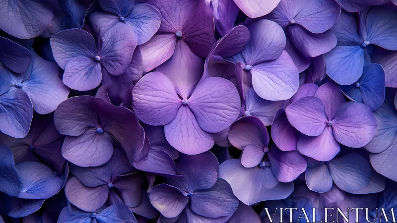 Purple and Blue Hydrangea Flowers in Close-Up Detail.