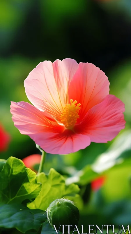 Pink hibiscus bloom with detailed petals in soft light.