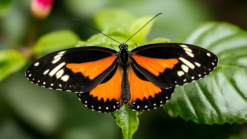 Velvet-winged butterfly quietly rehearses a garden sunrise