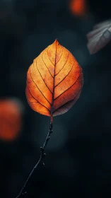 Single orange leaf glows over deep teal blurred bokeh.