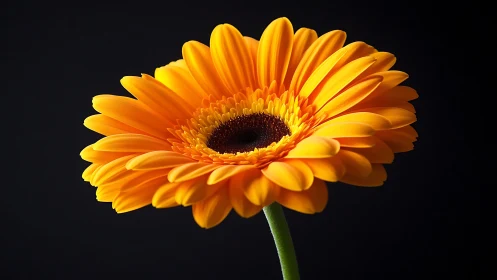 Single orange gerbera daisy glows against deep black background