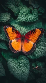 Warm orange butterfly resting gently on deep green leaves.