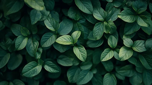 Dense green foliage canopy with overlapping oval leaves.