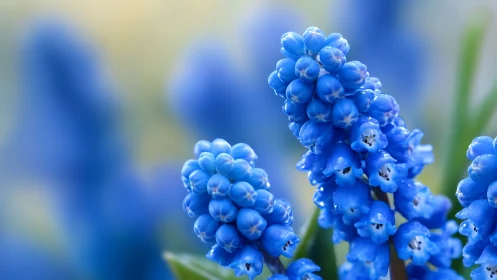 Grape Hyacinth Clusters in Morning Dew.