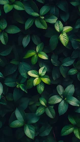 Radial leaf whorl pattern under low-key directional light.