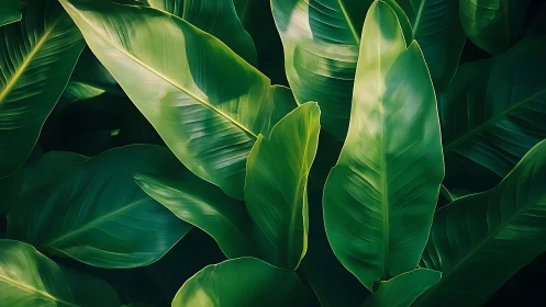 Lush banana leaves layered in luminous green light.