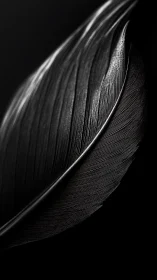 Monochrome feather macro with sculpted linear textures.