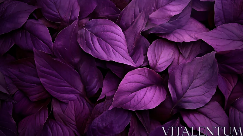 Velvet magenta foliage in dramatic close-up composition.