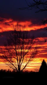 Bare deciduous tree silhouette against stratified fiery sunset