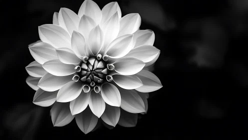 Monochrome Dahlia Bloom in Sharp Detail.