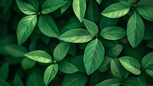 Dense green leaves in close-up overhead view pattern.