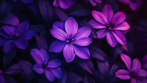 Purple Petaled Flowers Against Dark Background.