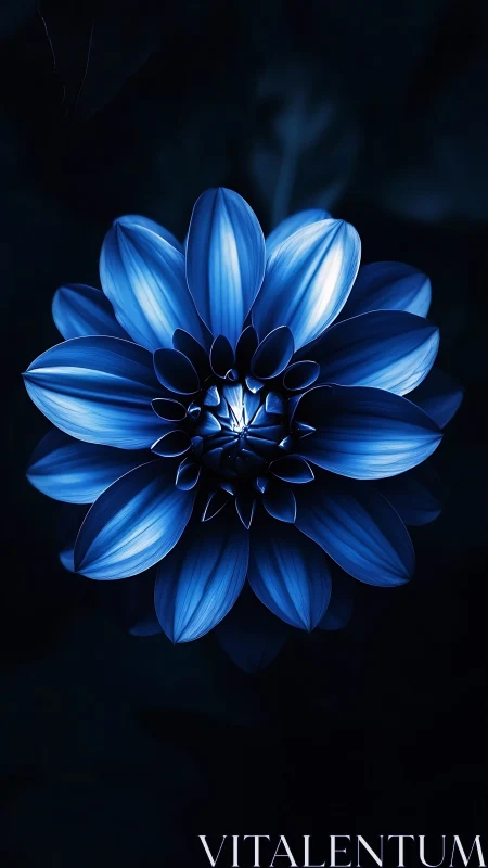 Blue flower bloom displayed against dark background with centered composition.