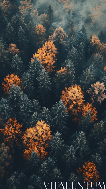 Aerial Forest Composition: Golden Deciduous Trees Against Coniferous Canopy.