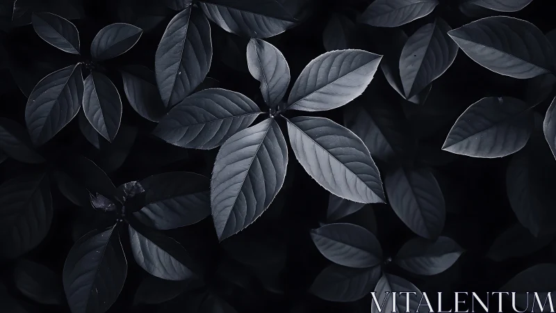 Moody monochrome foliage with central star-shaped leaf cluster.