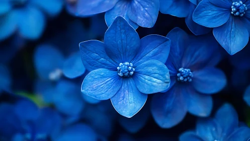 Radiant Blue Flowers in Delicate Focus.