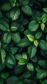 Photorealistic leafy canopy with layered verdant foliage study.