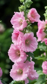 Pink Hollyhock Flowers Blooming on Vertical Garden Stem