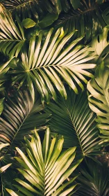 Overlapping palm fronds show directional light and glossy leaf textures